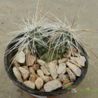 Collecion de Duke_28