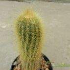 Collecion de Duke_28