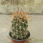 Collecion de Duke_28