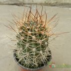 Collecion de Duke_28
