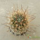 Collecion de Duke_28