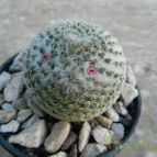 Collecion de Duke_28