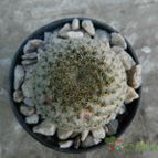 Collecion de Duke_28