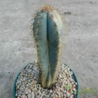 Collecion de Duke_28