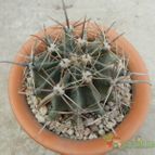Collecion de Duke_28