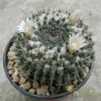 Collecion de Duke_28