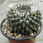 Collecion de Duke_28