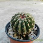 Collecion de Duke_28