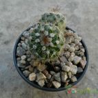 Collecion de Duke_28