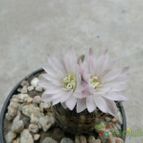 Collecion de Duke_28
