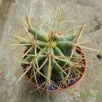 Collecion de Duke_28