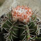 Collecion de Duke_28