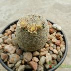 Collecion de Duke_28