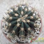 Collecion de Duke_28
