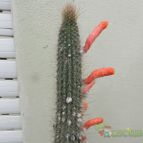 Collecion de Duke_28
