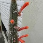 Collecion de Duke_28