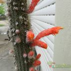 Collecion de Duke_28