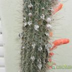 Collecion de Duke_28