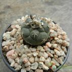 Collecion de Duke_28