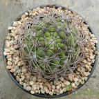 Collecion de Duke_28