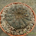 Collecion de Duke_28