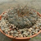 Collecion de Duke_28