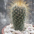 Collecion de Duke_28