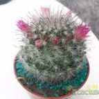 Collecion de Duke_28