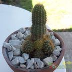 Collecion de Duke_28