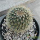 Collecion de Duke_28