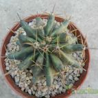Collecion de Duke_28