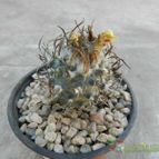 Collecion de Duke_28