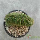 Collecion de Duke_28