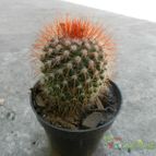 Collecion de Duke_28