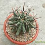 Collecion de Duke_28