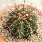 Collecion de Duke_28