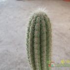 Collecion de Duke_28