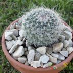 Collecion de Duke_28