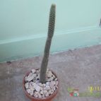 Collecion de Duke_28