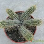 Collecion de Duke_28