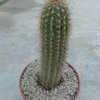 Collecion de Duke_28
