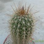 Collecion de Duke_28