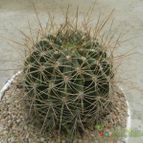 Collecion de Duke_28