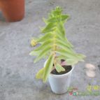 Collecion de Duke_28
