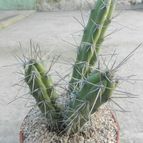Collecion de Duke_28