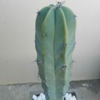 Collecion de Duke_28
