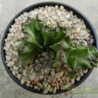 Collecion de Duke_28