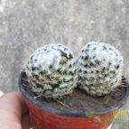 Collecion de Duke_28