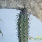 Collecion de Duke_28