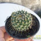 Collecion de Duke_28
